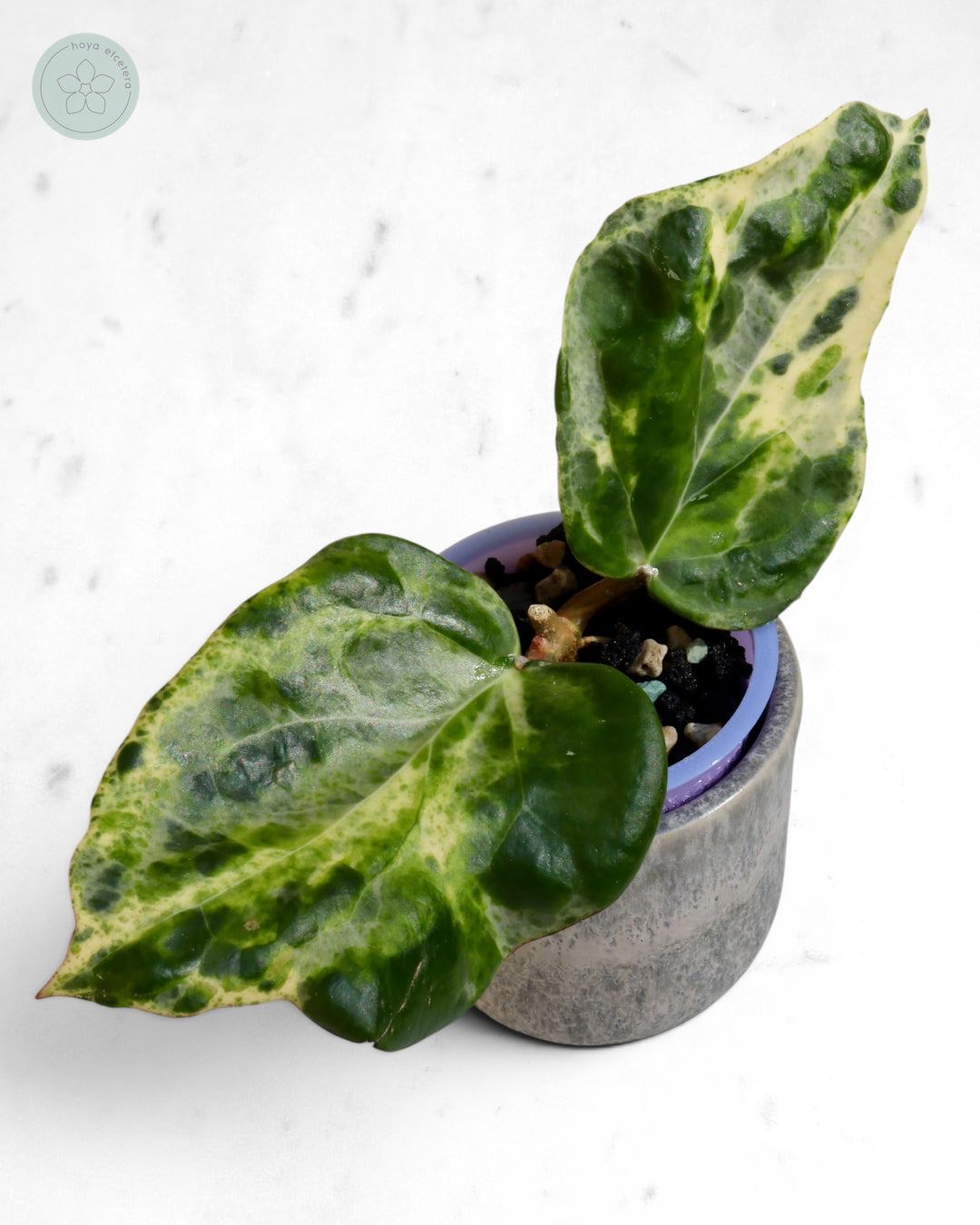 Hoya 'Candy'