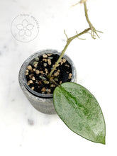 Load image into Gallery viewer, Hoya &#39;Cori&#39;
