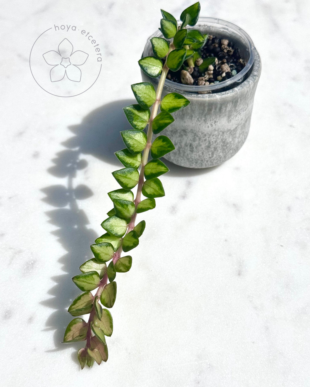 FREE chinghungensis cutting on $200+ orders