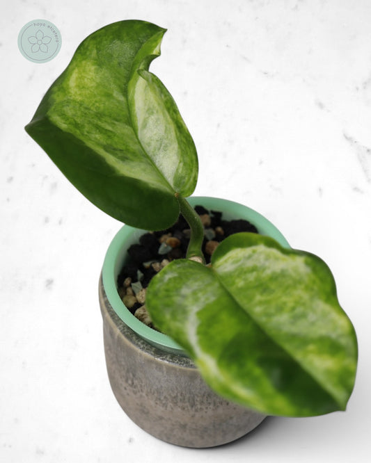 Hoya australis (peridot)