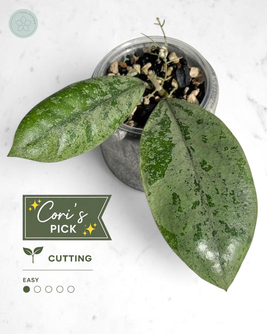 Hoya sp. Kalbar (silver)