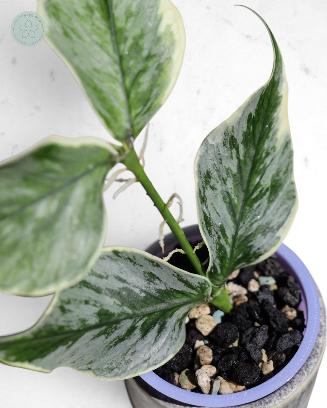 Hoya polyneura 'Diem Fairy Queen' (albo silver)