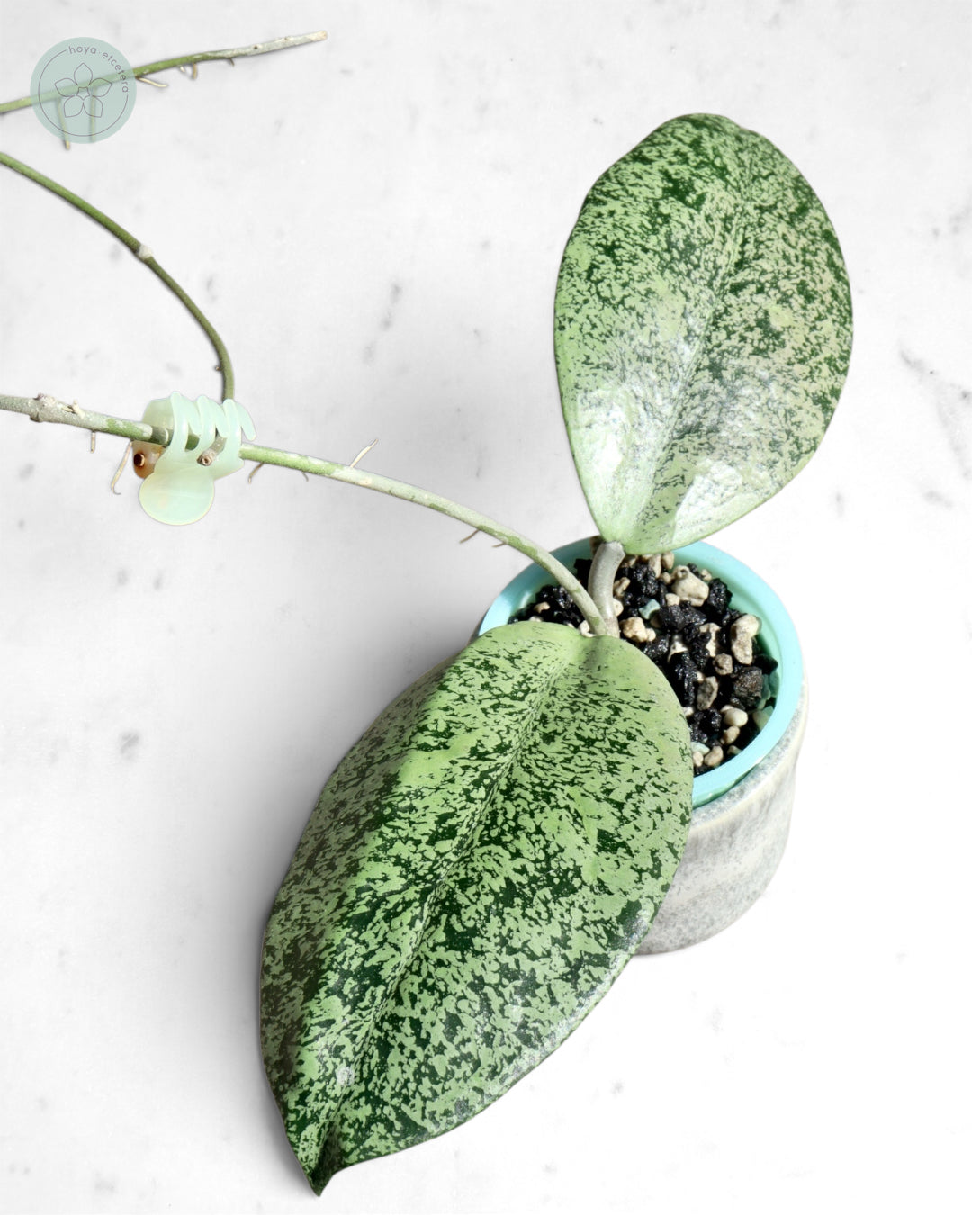 Hoya sp. Ponorogo (silver)