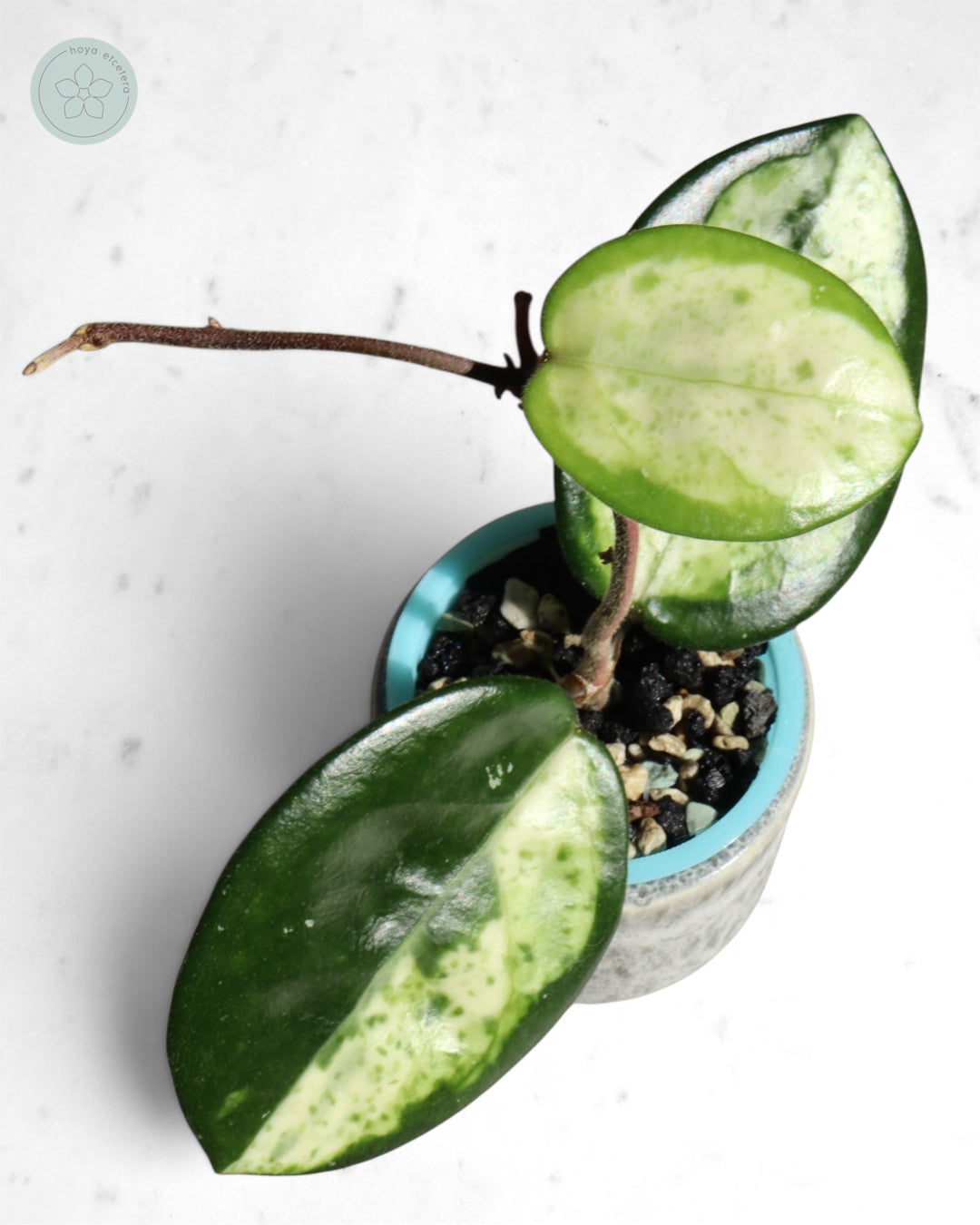 Hoya carnosa 'Madara' (Green Edge)