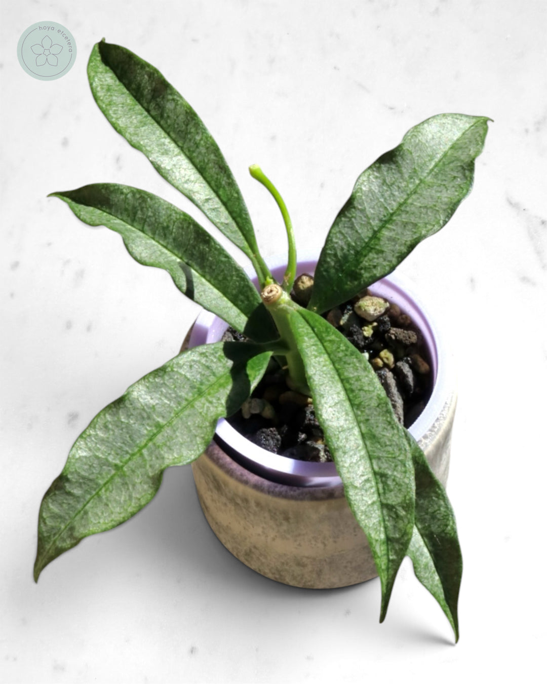 Hoya irisae (silver)