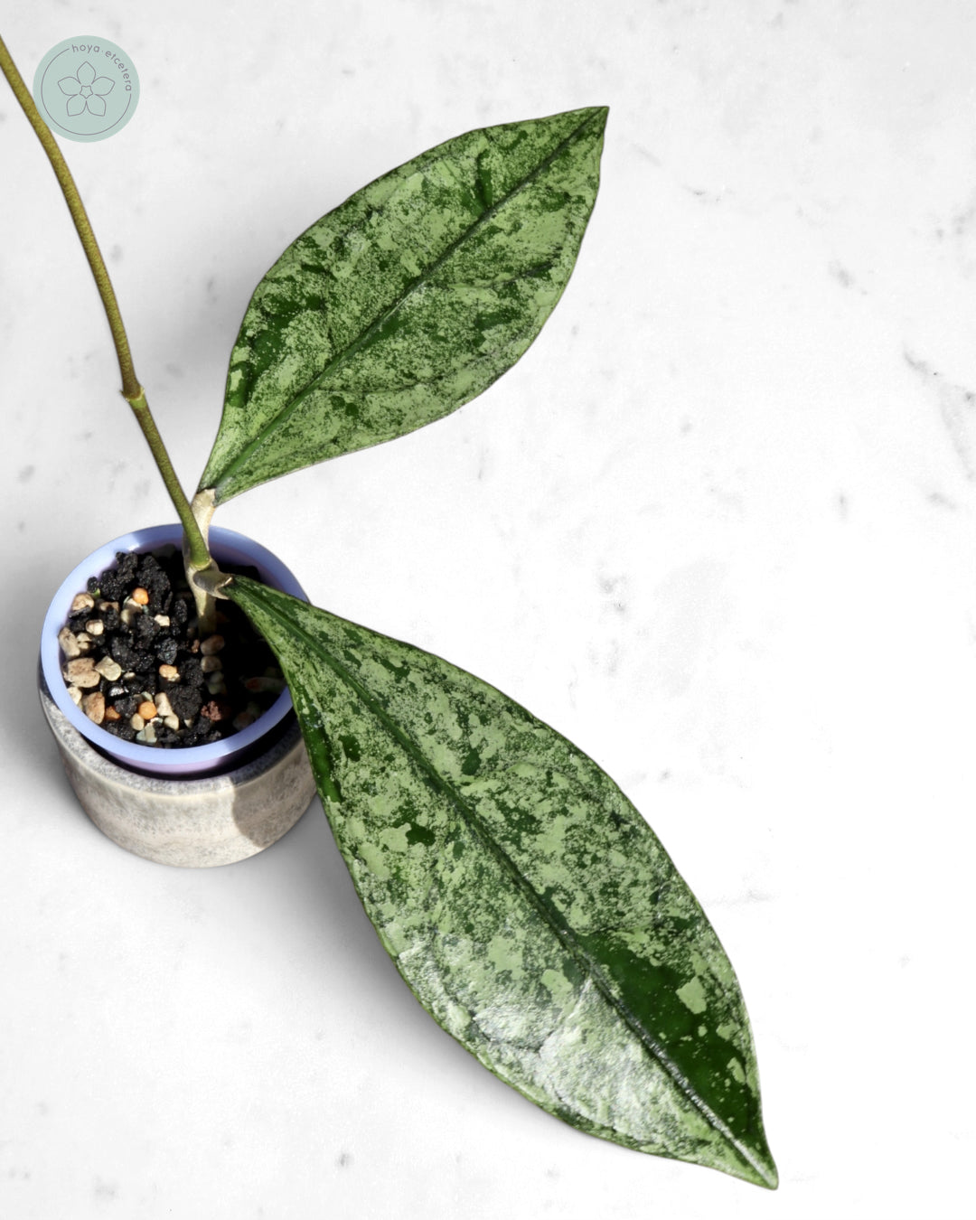Hoya clemensiorum (Borneo silver)