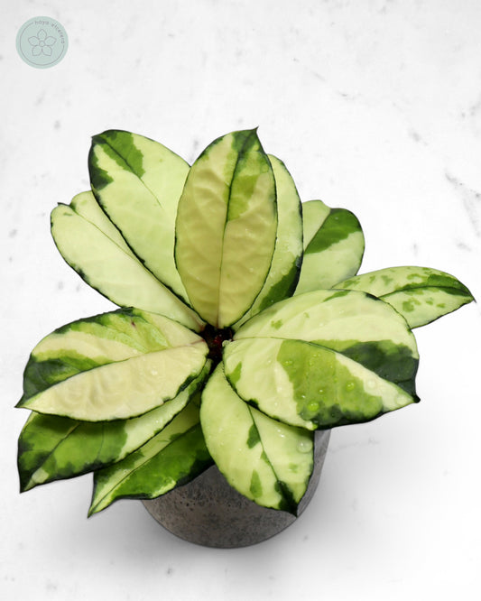 Hoya crassipetiolata (variegated)