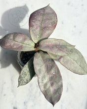 Charger l&#39;image dans la galerie, Hoya mitrata (sp. Buntok silver AH clone)
