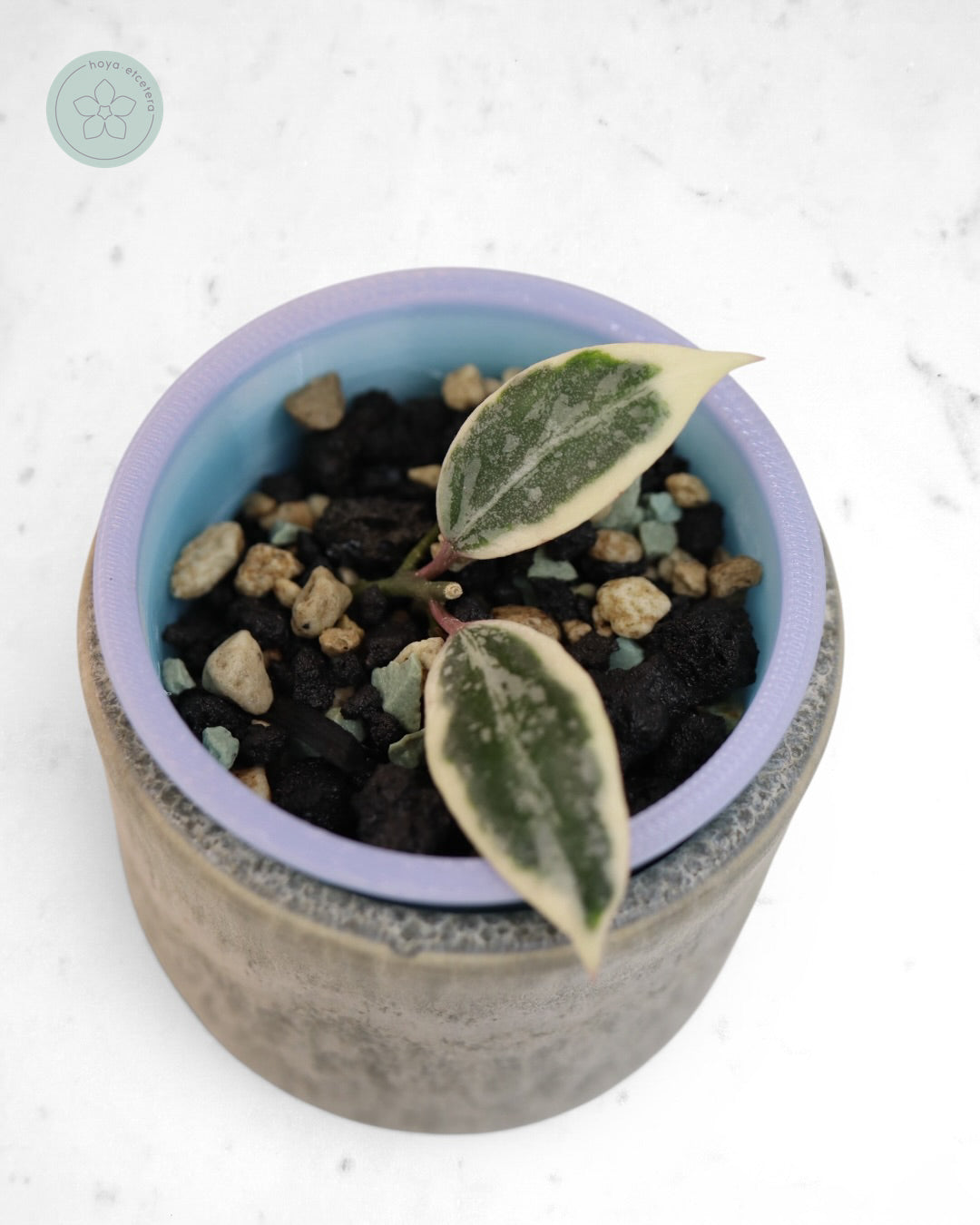 Hoya lacunosa 'Lumina'