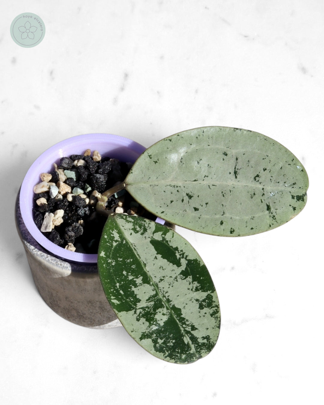 Hoya elliptica (silver)