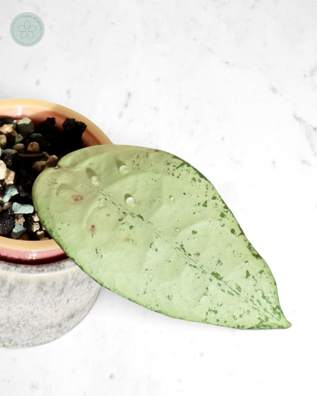 Hoya 'Emperor' (silver)