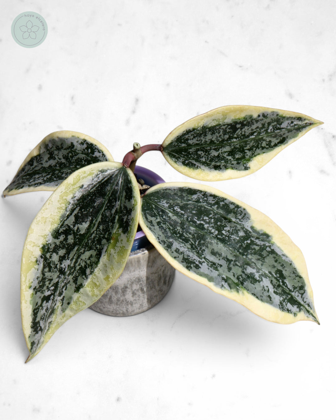 Hoya sp. Rangsan (albo splash) 🌱 cutting