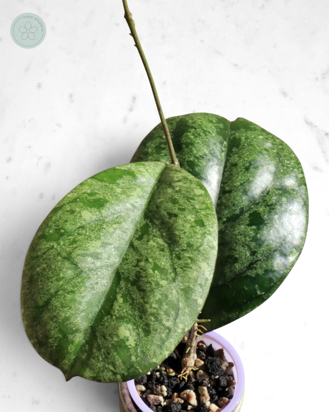 Hoya patcharawalai seedling (selection by Ice)