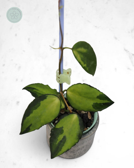 Hoya caudata (variegated)