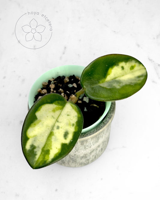 Hoya carnosa 'Madara' (Green Edge)