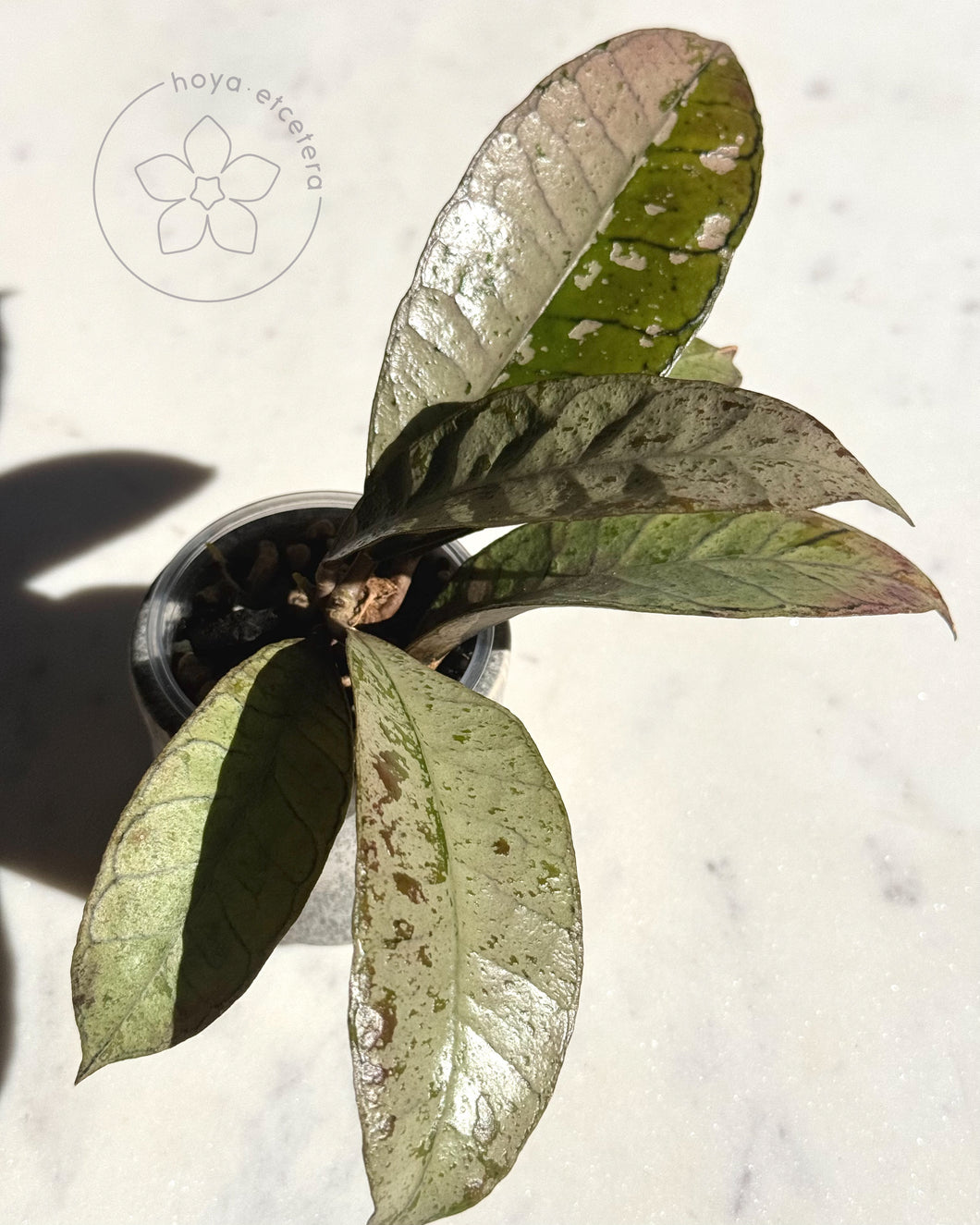 Hoya sp. Gunung Gading (Ghost)