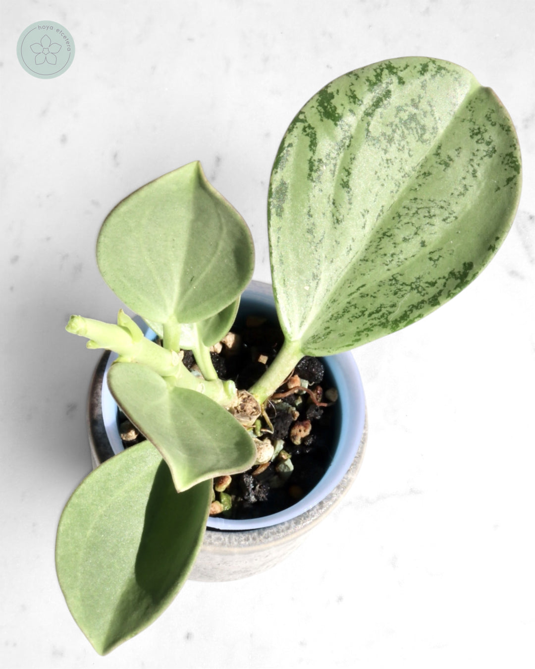 Hoya subquintuplinervis (silver)