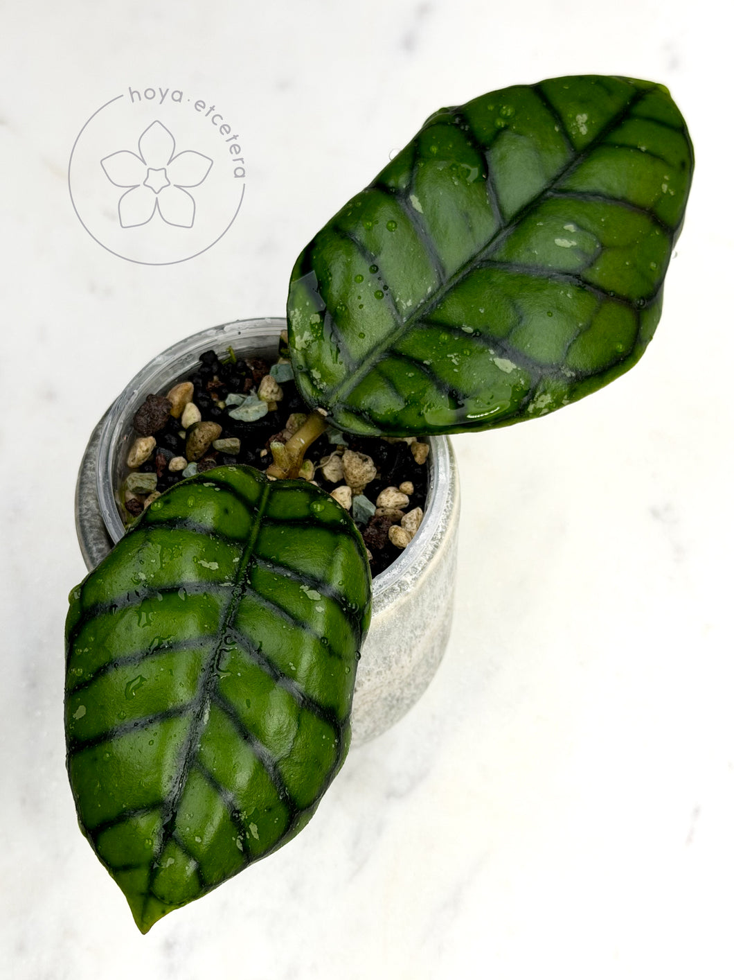 Hoya callistophylla 'Chibi'