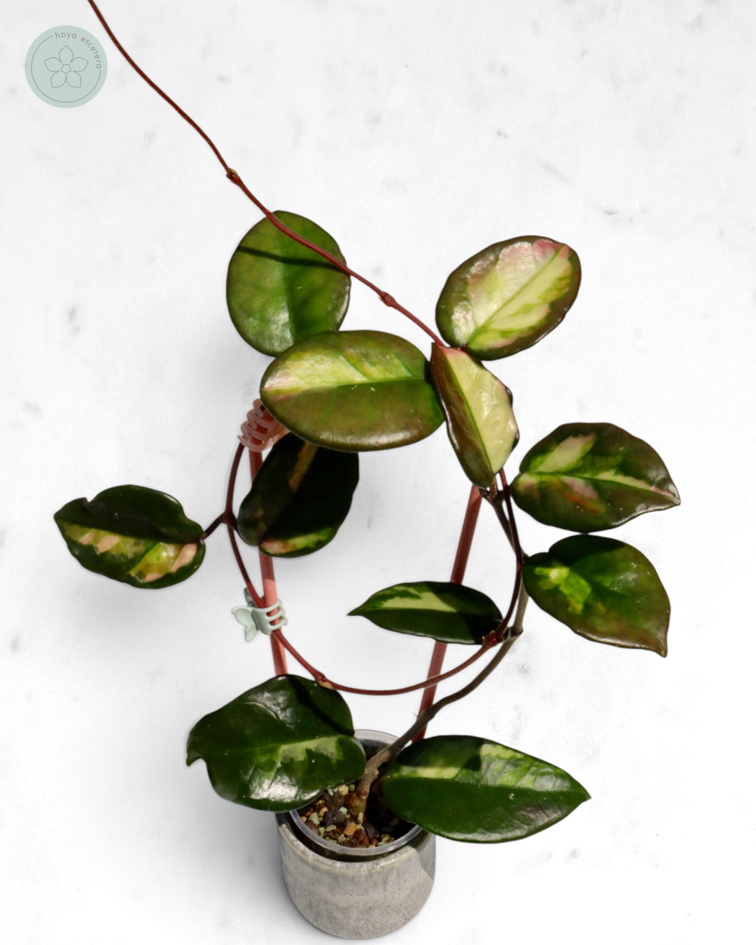 Hoya 'Momo'
