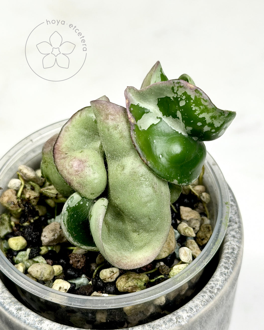 Hoya compacta (silver margin) 🦄