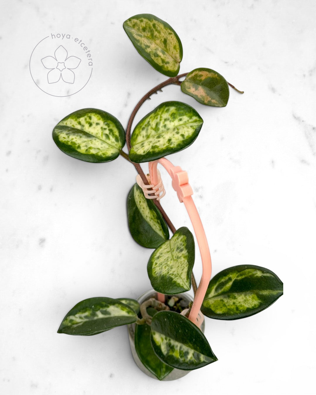Hoya carnosa 'Madara' (Green Edge)
