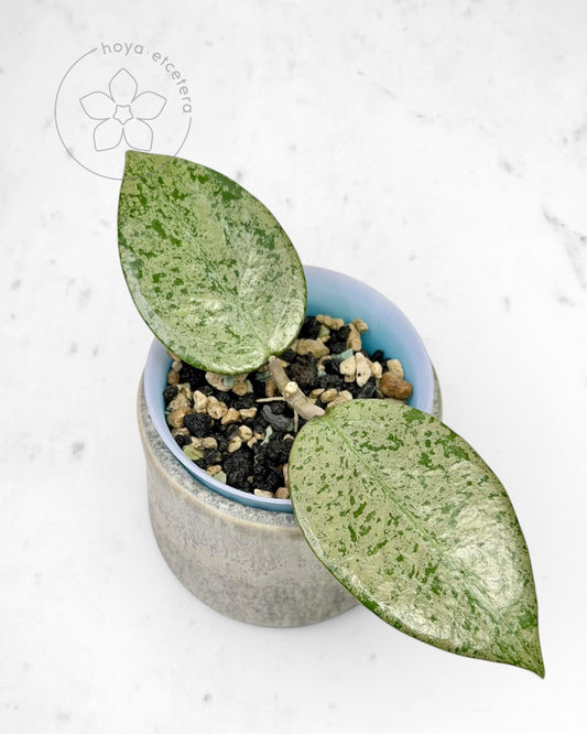 Hoya verticillata (Pacitan silver)
