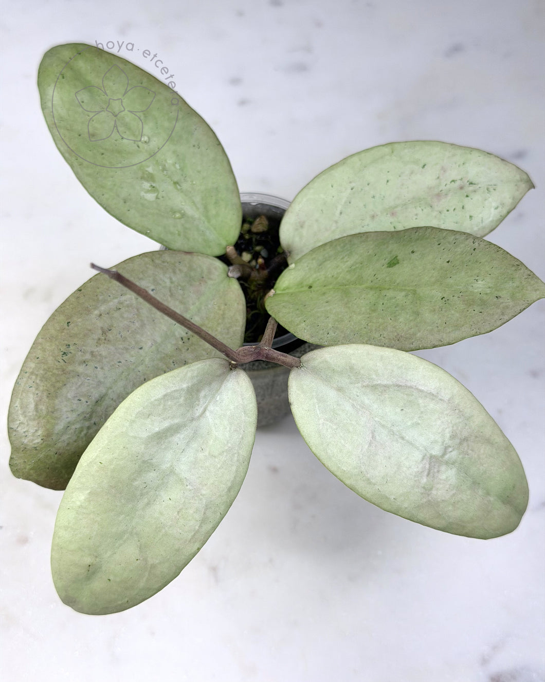 Hoya sp. Menak Sopal (silver) 🦄