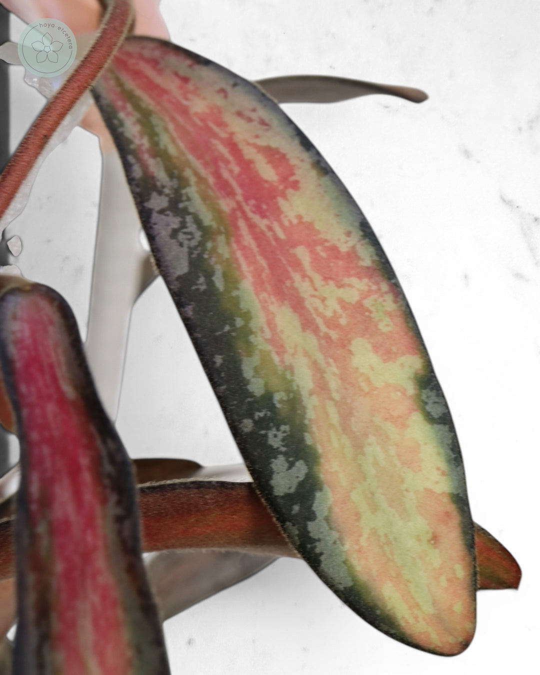 Hoya sigillatis (variegated splash)