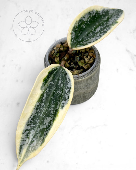 Hoya sp. Rangsan (albo splash)