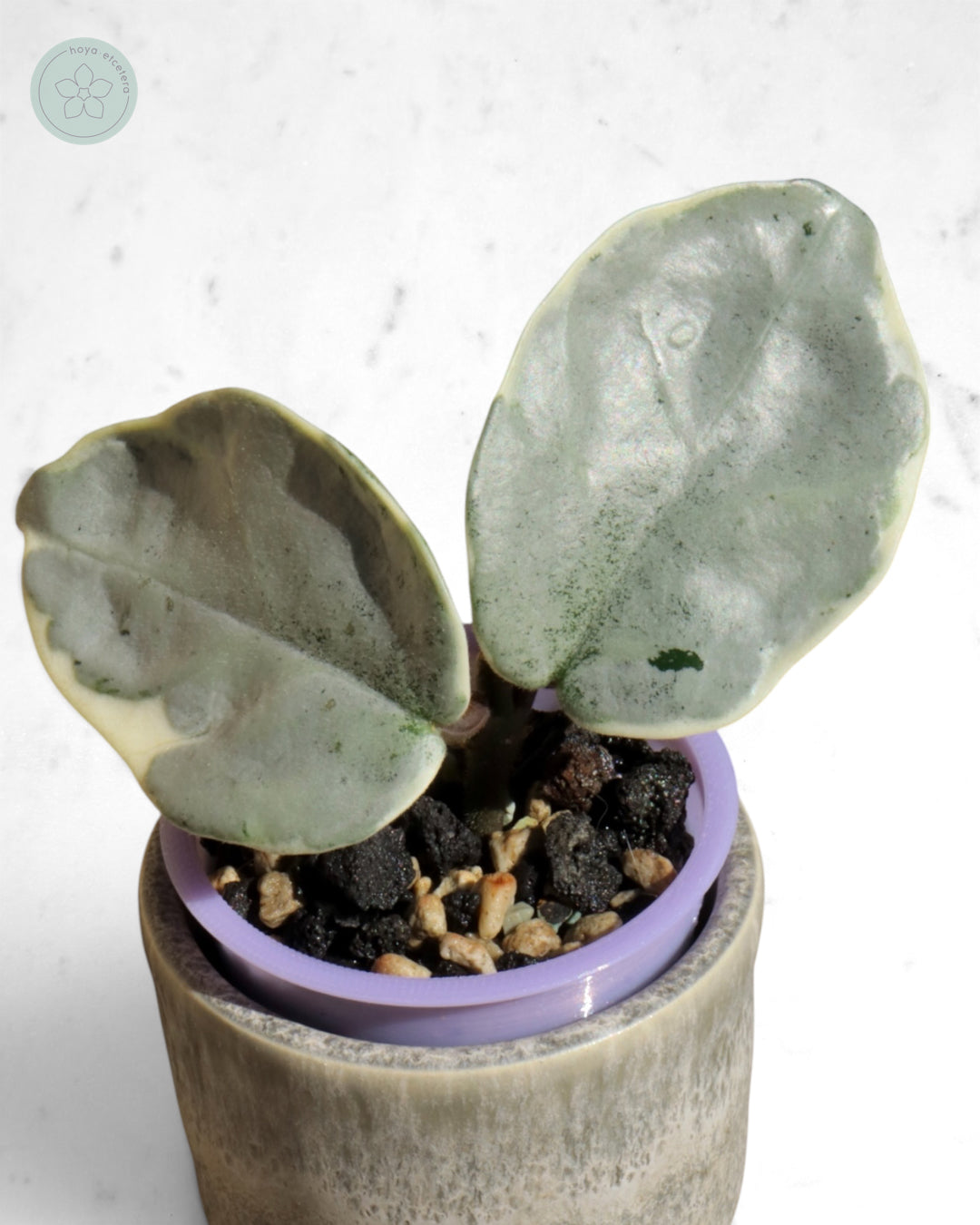 Hoya carnosa 'Argentea Picta'