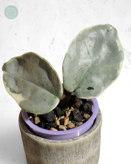 Hoya carnosa 'Argentea Picta'