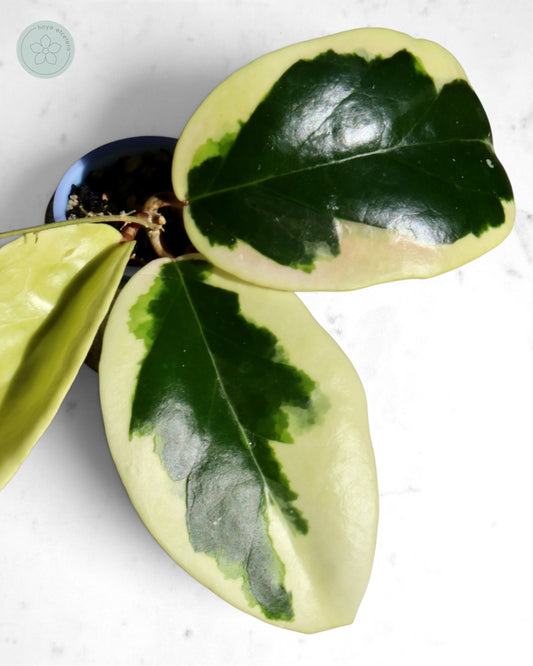 Hoya ilagiorum (albo)