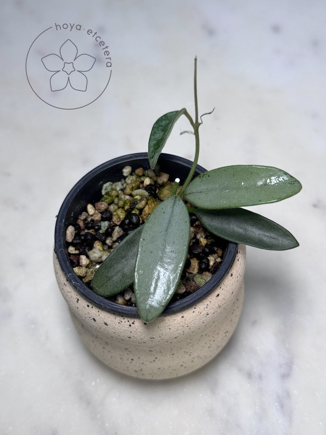 Hoya lima (silver)