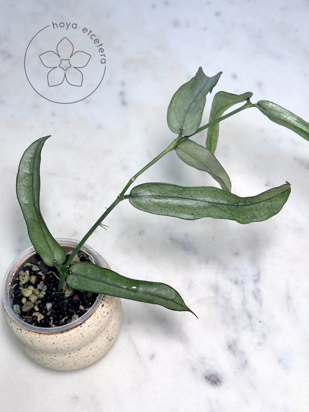 Hoya pandurata (Vietnam silver)