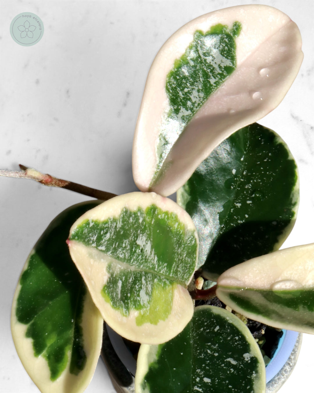 Hoya 'Krimson Queen' (splash)