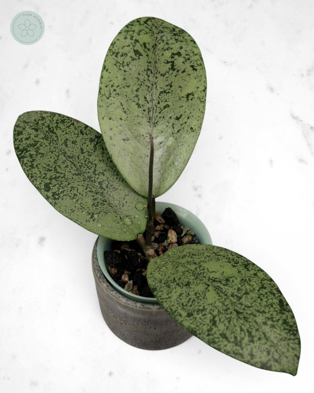 Hoya sp. Ponorogo (silver)