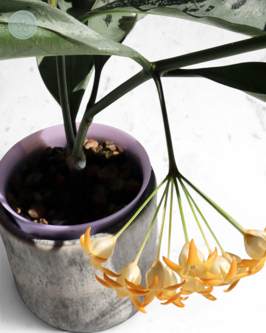 Hoya occultata (silver)