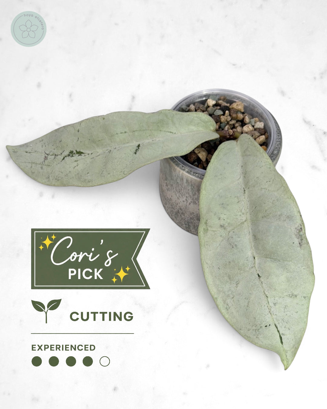 Hoya mitrata (sp. Buntok silver AH clone)