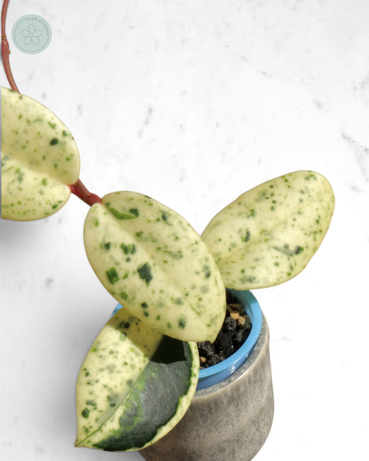 Hoya carnosa 'Madara' (Snow Angel)