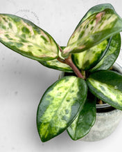 Load image into Gallery viewer, Hoya carnosa 'Madara' (Green Edge)
