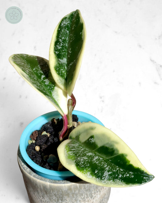 Hoya 'Krimson Queen' (splash)