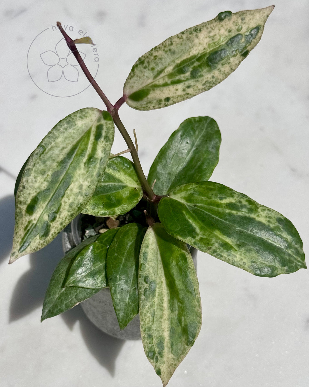 Hoya 'Crocodile' 🦄