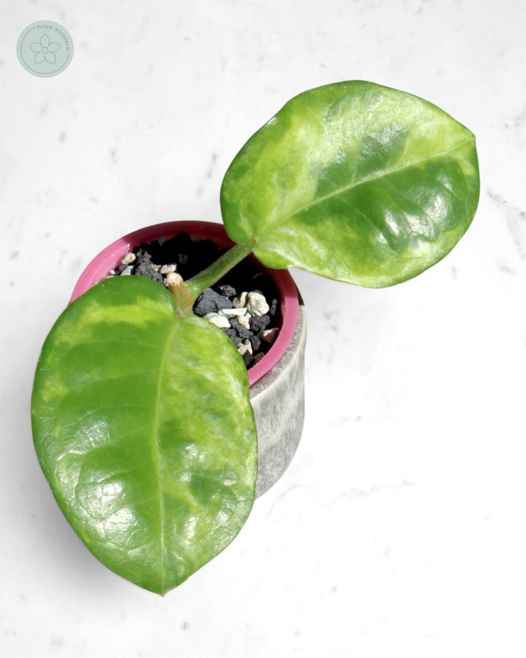 Hoya australis (peridot)