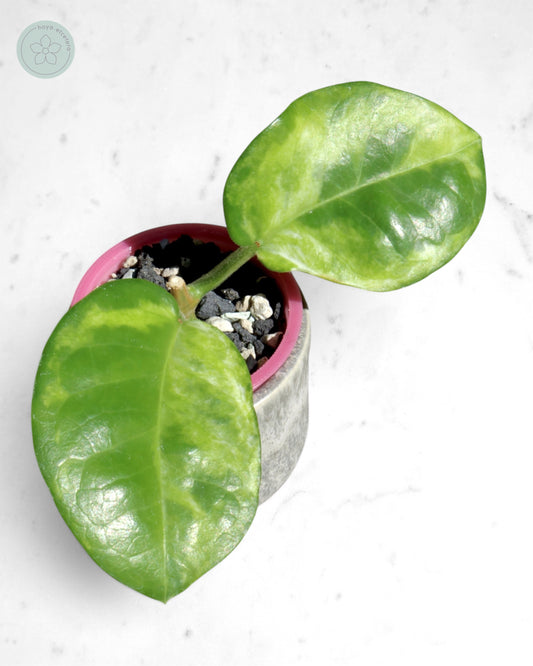 Hoya australis (peridot)