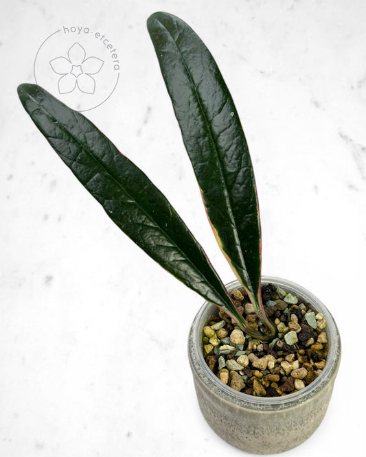 Hoya sulawesiana (albo)