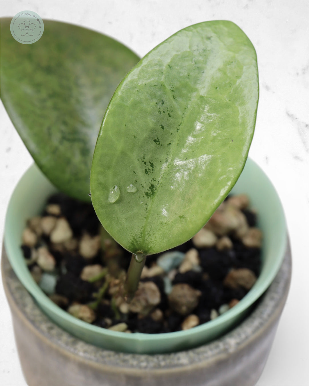 Hoya 'Cori' (splash/silver)