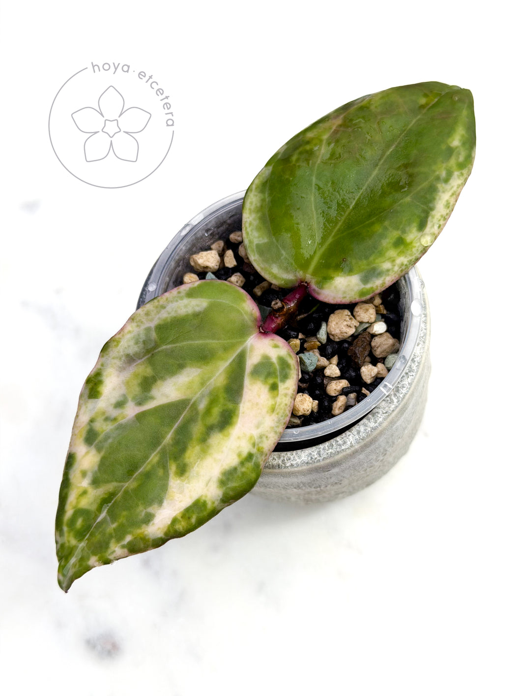 Hoya 'Swiffer’s Nightmare' 🦄