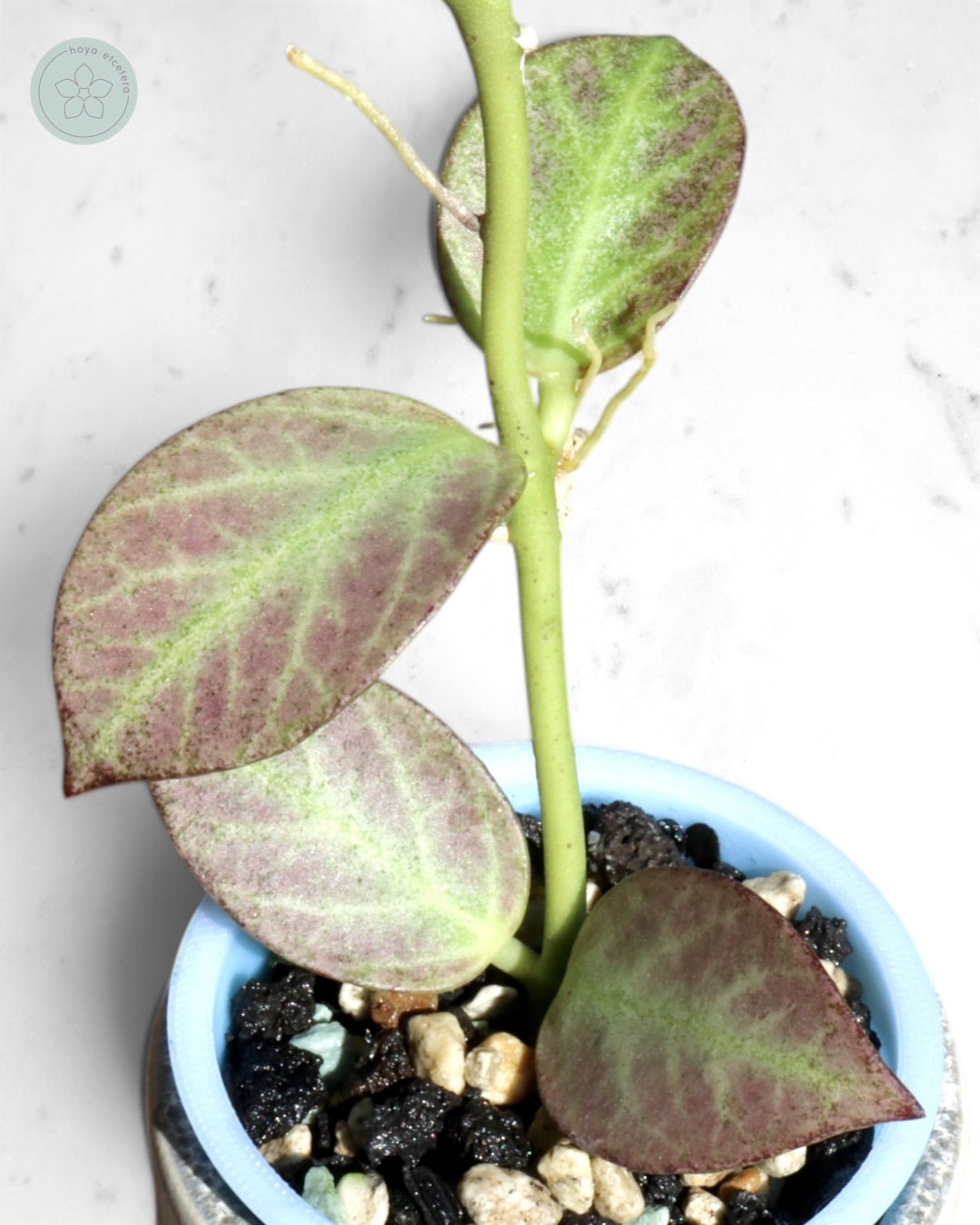 Hoya obscura 'Cryptic Chrome' CML-09-21-A