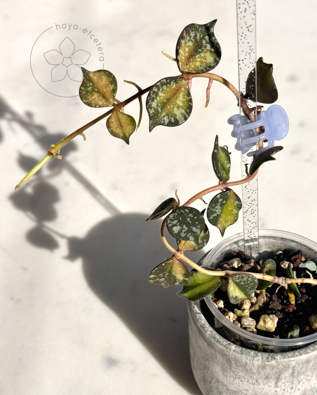 Hoya curtisii (variegated)
