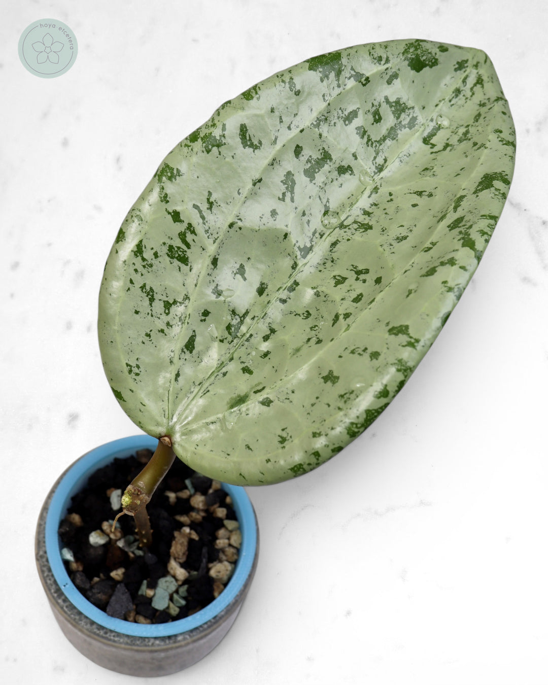 Hoya glabra 'Gin' (silver) 🌱 cutting